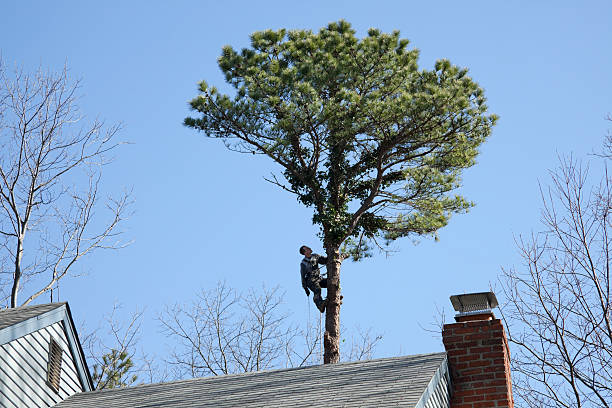 Best Commercial Tree Services  in Millington, NJ