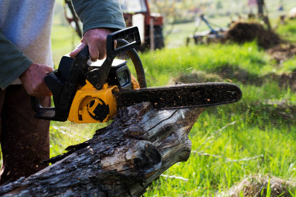 Best Tree Trimming and Pruning  in Millington, NJ